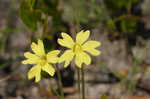 Yellow butterwort